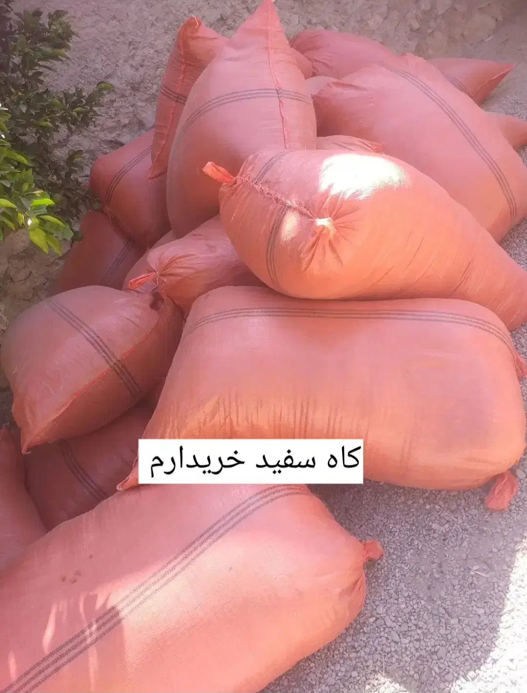 کاه سفید لوبیا باقلو|عمدهفروشی|نورآباد ممسنی, |دیوار