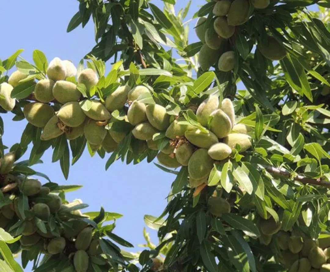 فروش انواع نهال بادام و گردو دیرگل|گل و گیاه طبیعی|کرمانشاه, |دیوار