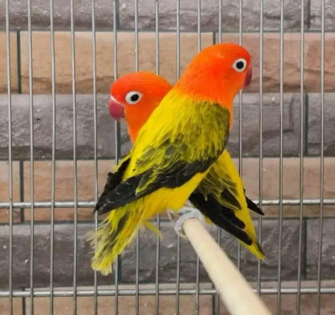 سالن پرورش عروس هلندی و کوتوله|پرنده|اراک, |دیوار