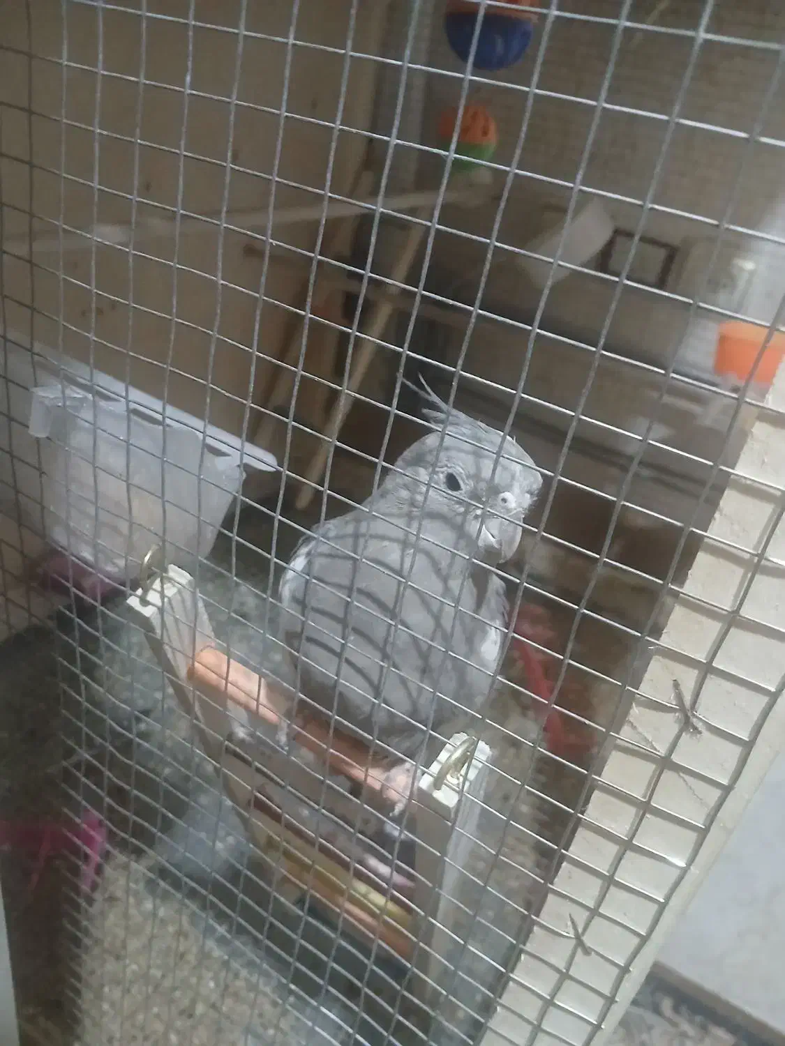 طوطی عروس هلندی|پرنده|تاکستان, |دیوار