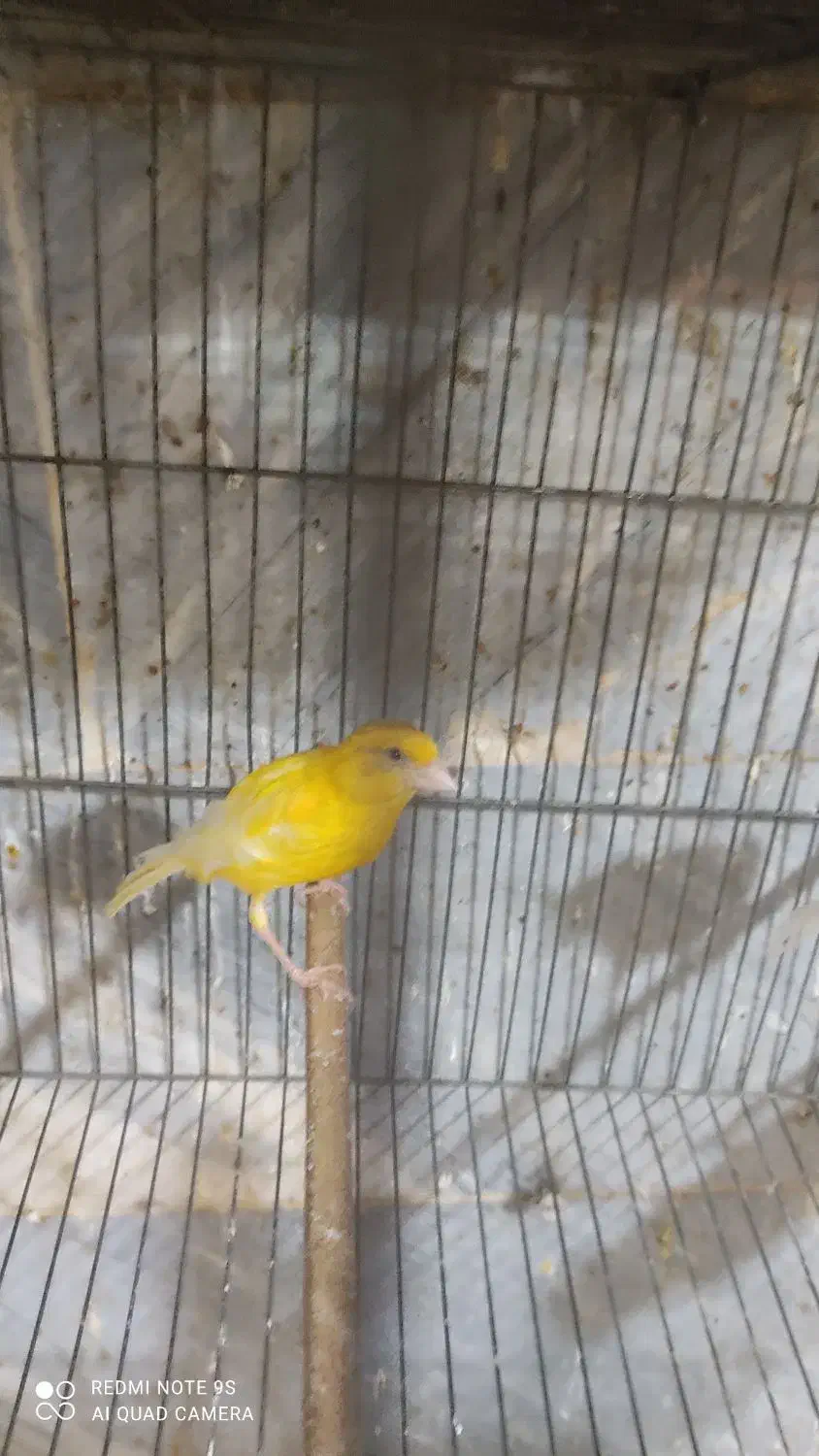 قناری|پرنده|کهریزک, |دیوار