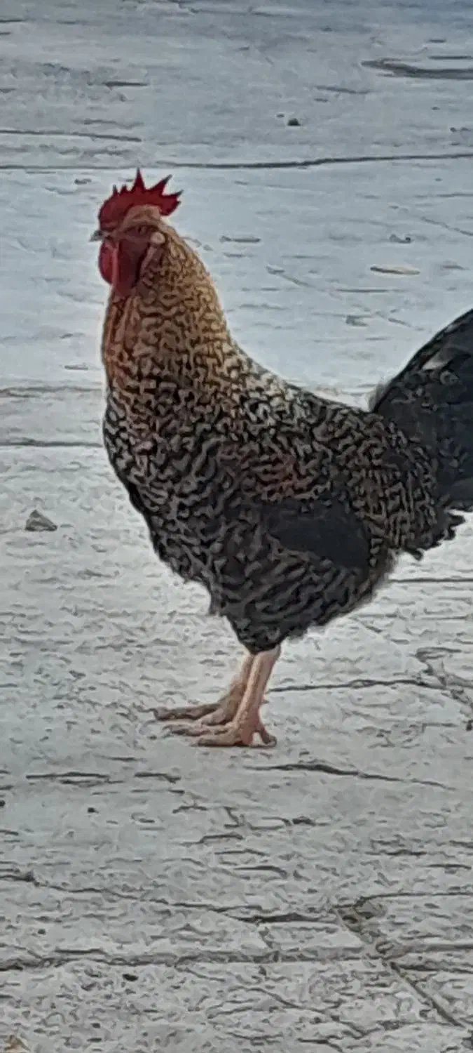 خروس|حیوانات مزرعه|فلارد, |دیوار