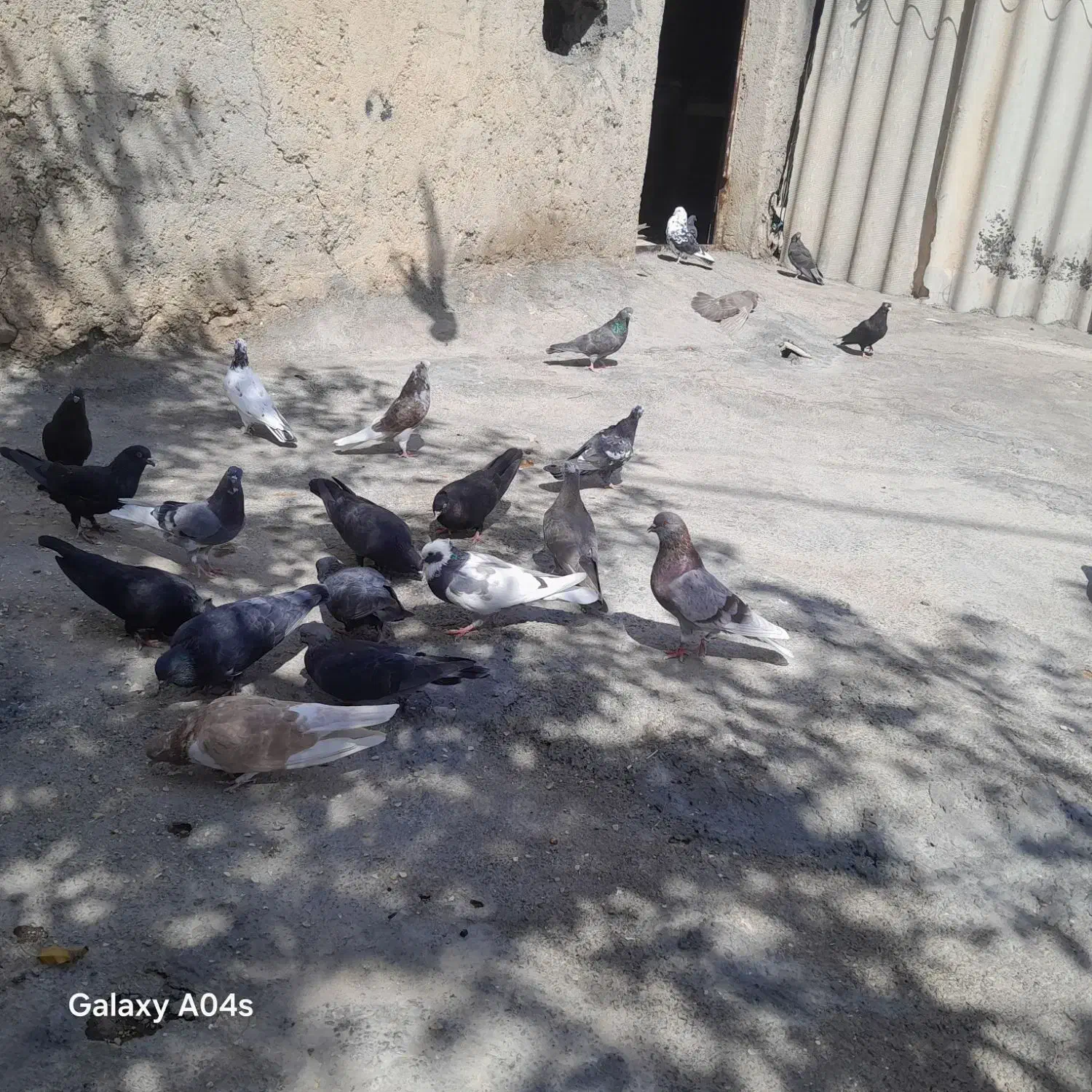 پرنده|پرنده|بدره, |دیوار