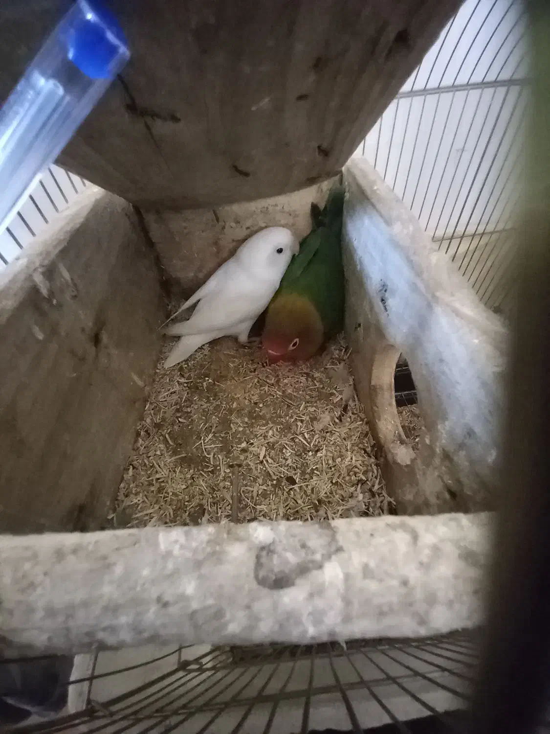 معاوضه برزیلی با عروس|پرنده|نقده, |دیوار