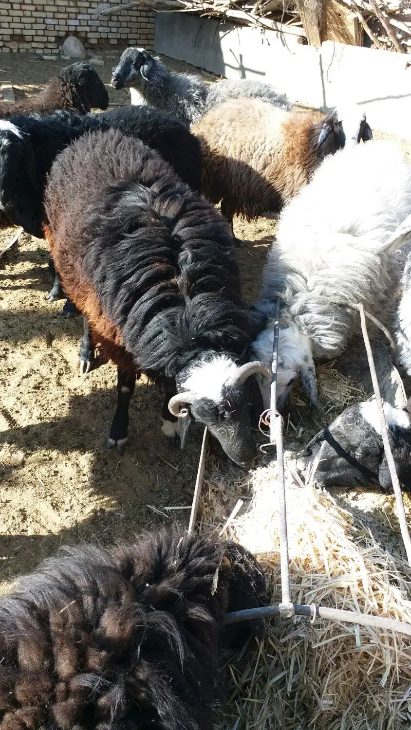 بره|حیوانات مزرعه|خضر آباد, |دیوار