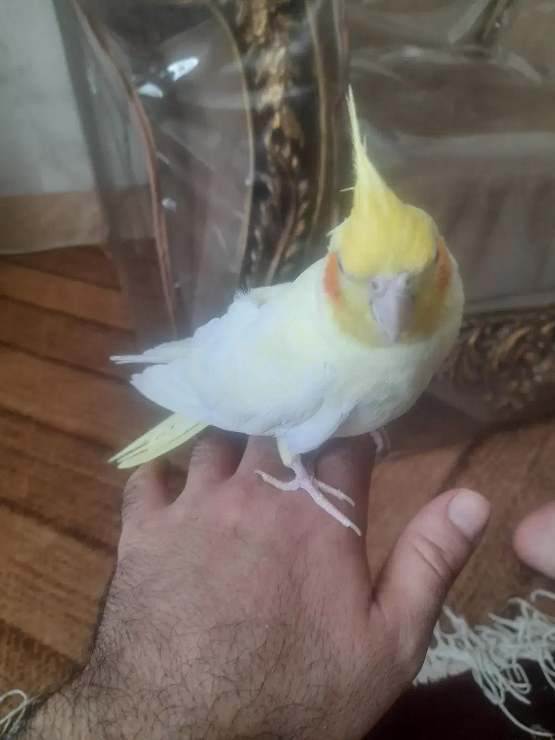 عروس نرلوتینودستی|پرنده|تربت‌حیدریه, بازار|دیوار