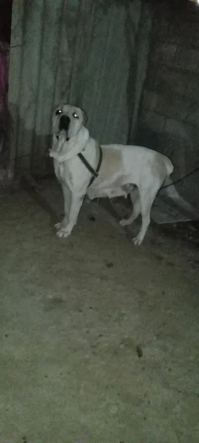 الابای خط خونی قویی دختر تانک الان فل آمده|سگ|انبارآلوم, |دیوار