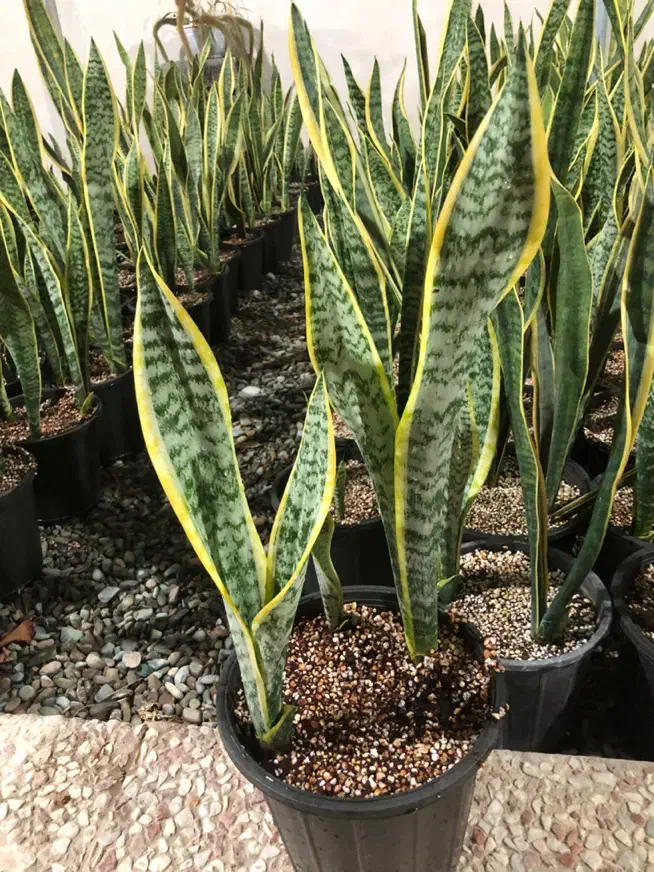 سانسوریا ابلق|گل و گیاه طبیعی|شهریار, شهریار|دیوار