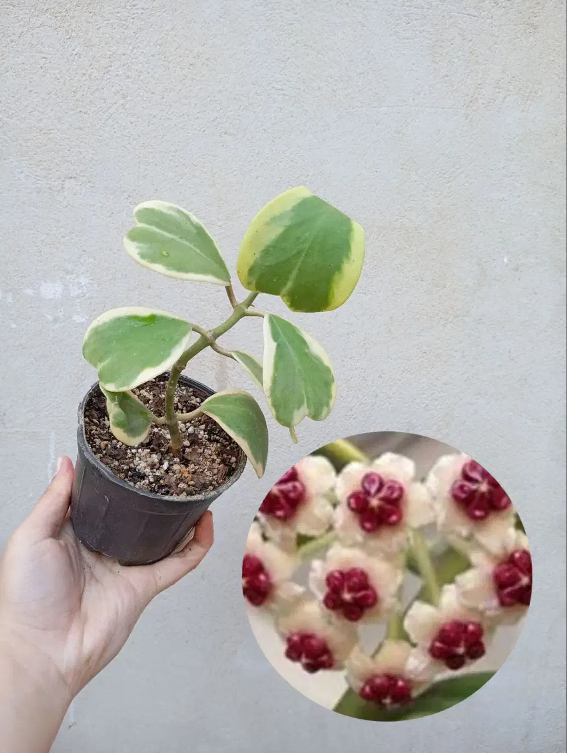 انواع هویا با عکس گلدهی|گل و گیاه طبیعی|مشهد, نیزه|دیوار