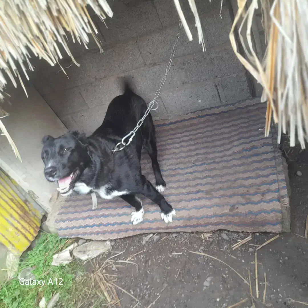 واگذاری سگ نگهبان آلابای ۱۰ ماهه|سگ|لاهیجان, فیاض|دیوار