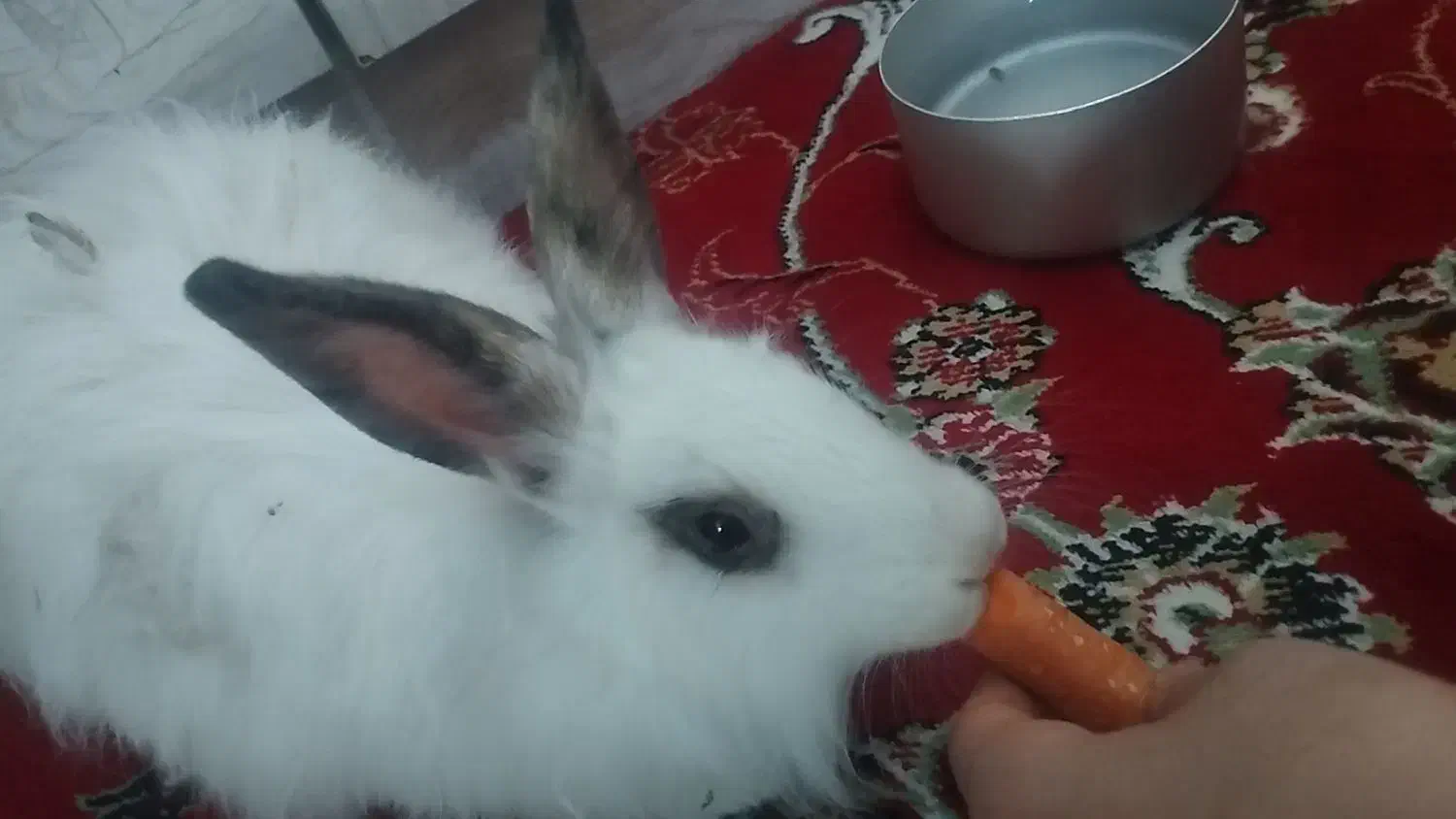 خرگوش|موش و خرگوش|دوتپه, |دیوار