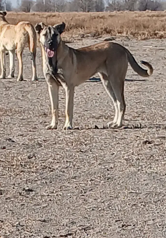 توله ماده ۵ ماهه سرابی|سگ|سراب, |دیوار