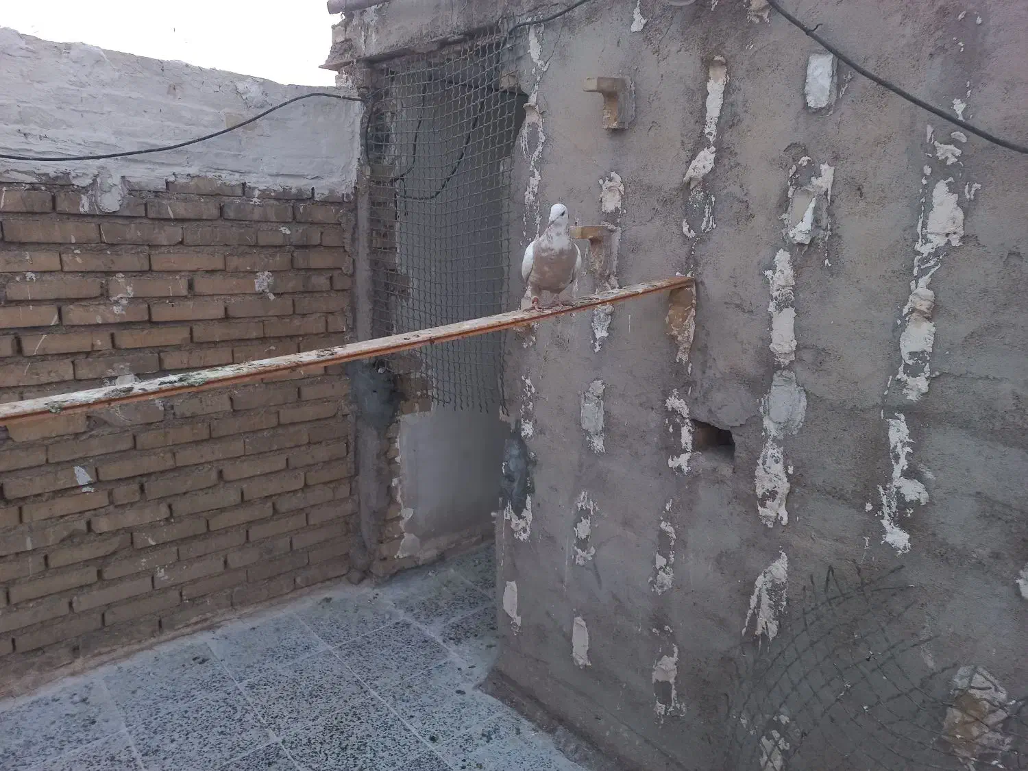 میلیمنز|پرنده|دزفول, |دیوار