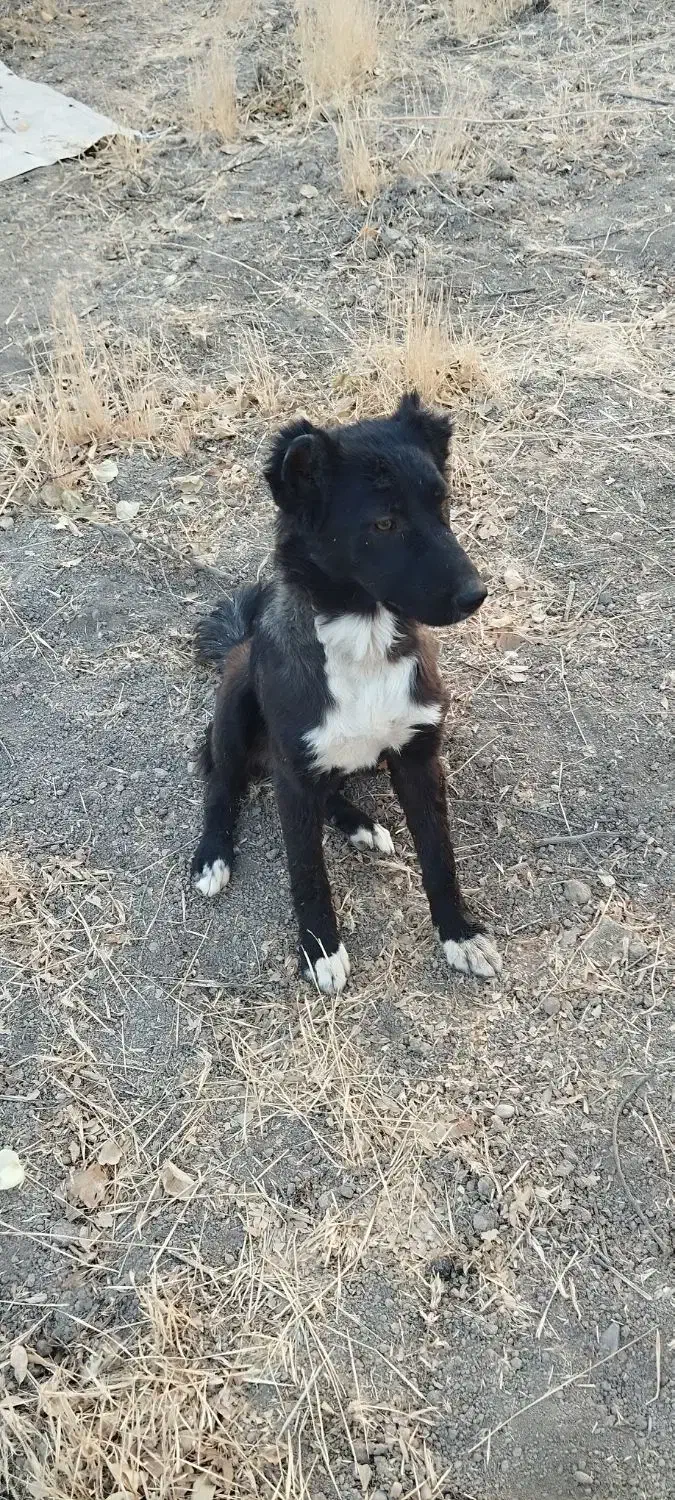 سگ ماده|سگ|مرودشت, فرهنگ|دیوار