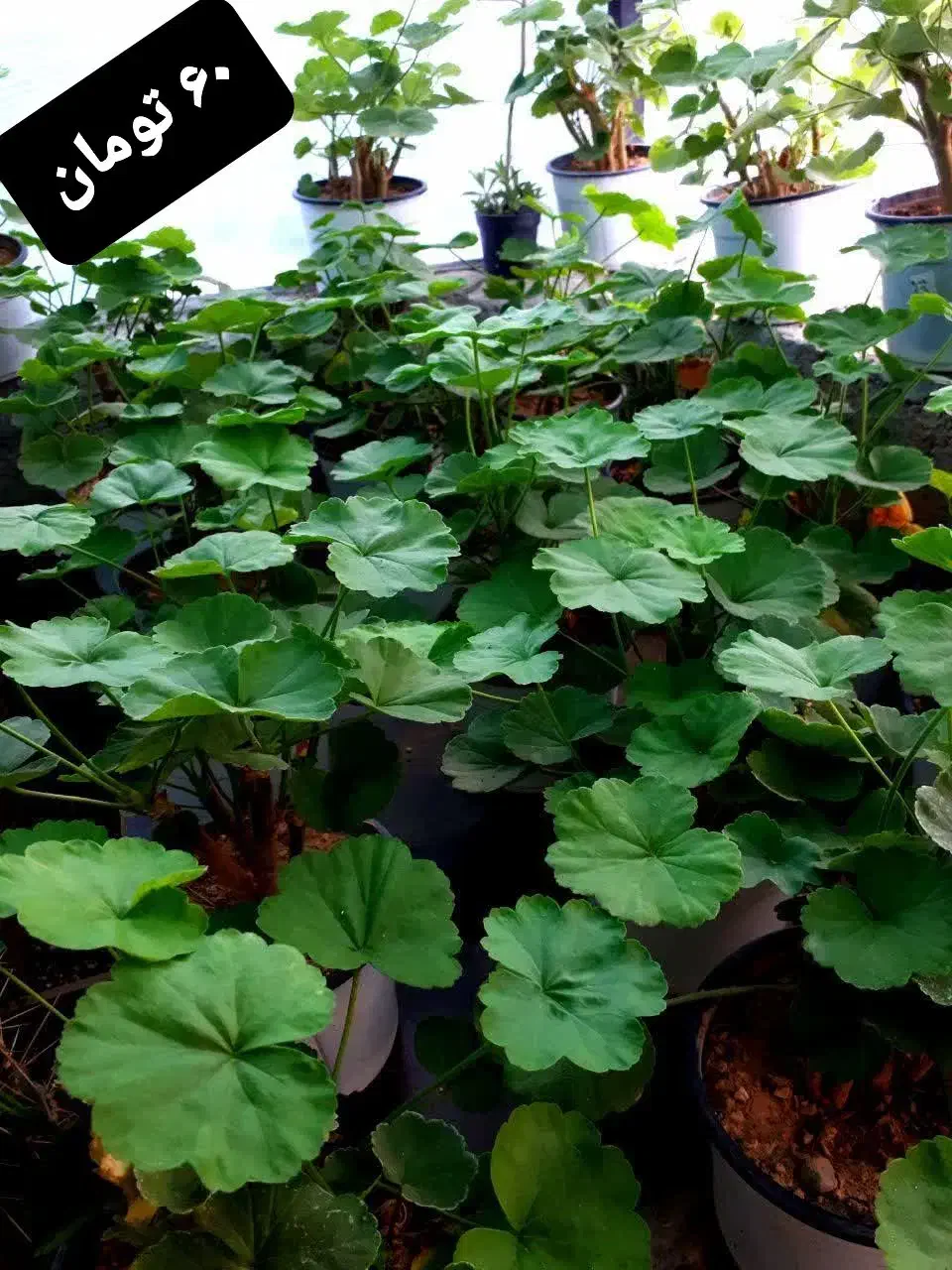 فروش گل از ۴۰ تومان تا ۱۵۰ تومان|گل و گیاه طبیعی|شاهرود, |دیوار