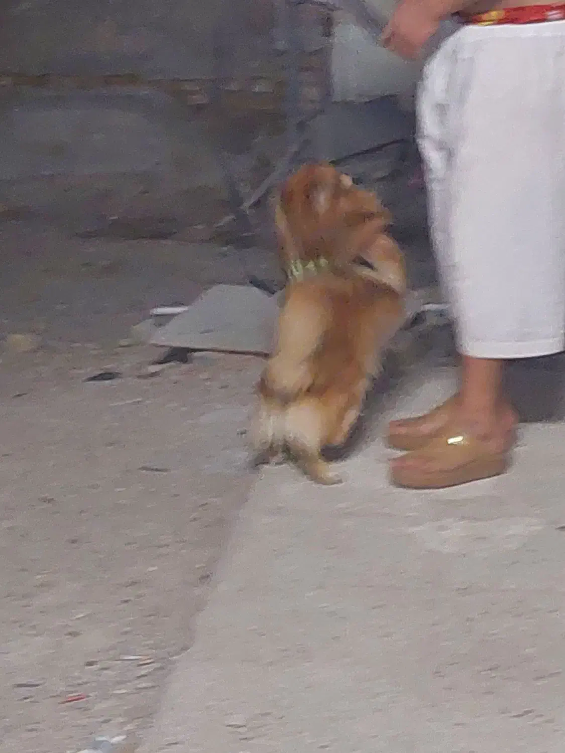 سگ پامرخرسی|حیوانات|اهواز, شهرک رزمندگان|دیوار