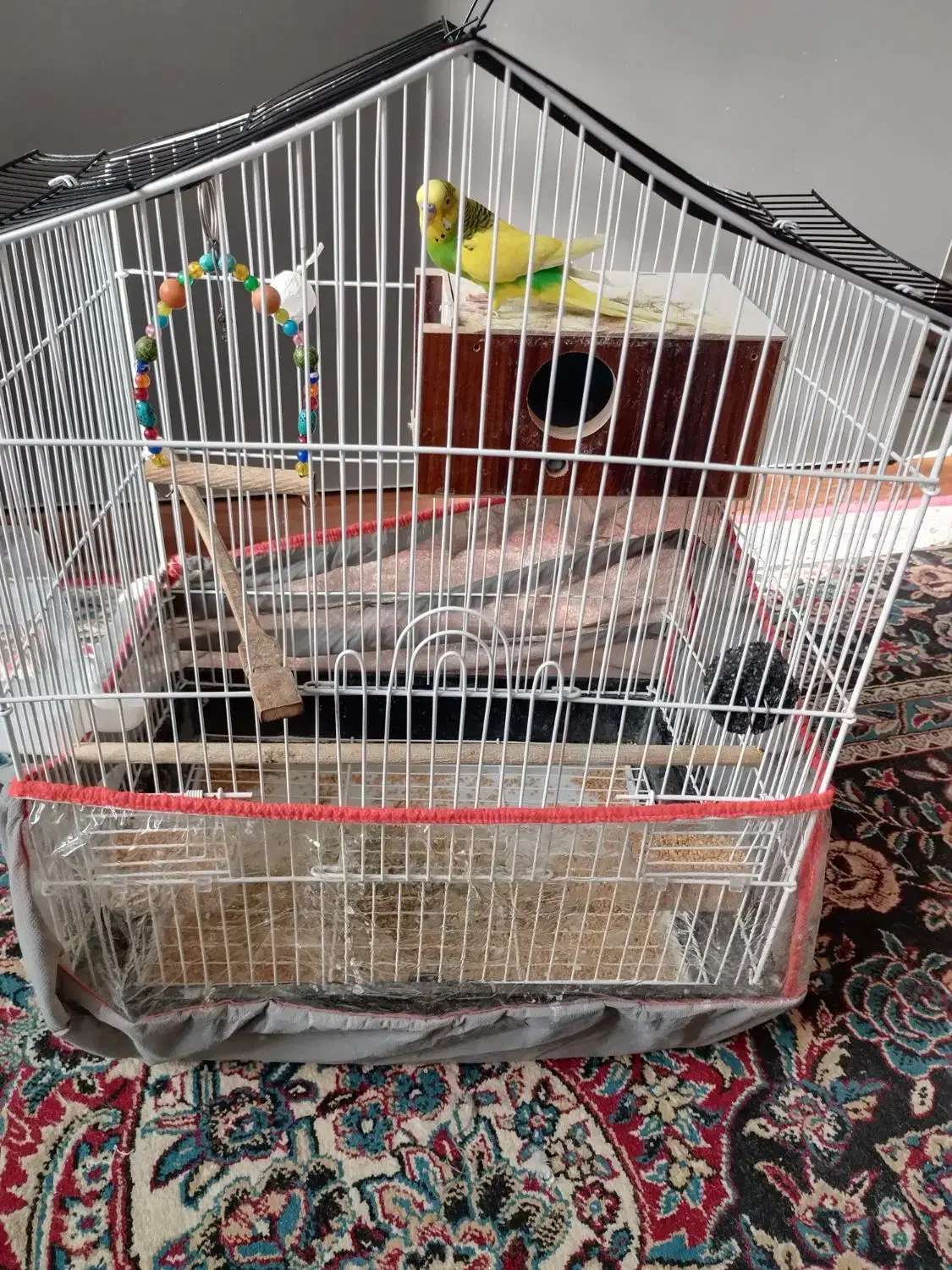 مرغ عشق|پرنده|کرمان, |دیوار