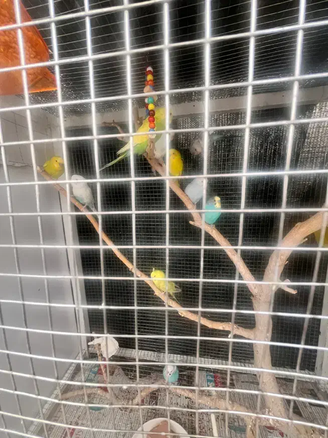 مرغ عشق|پرنده|بیرجند, |دیوار