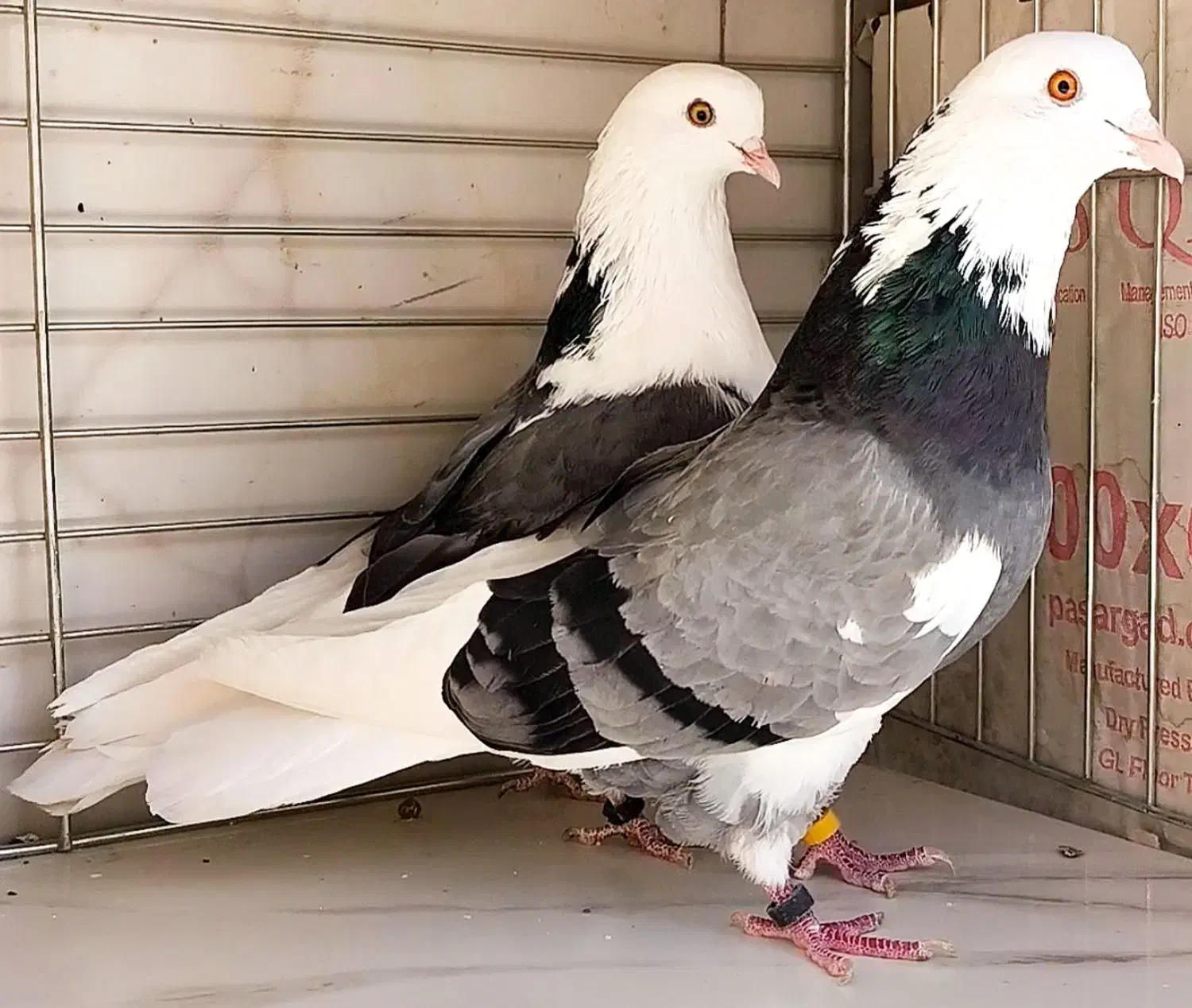 کفتر ۵جفت نرو ماده جنس جواب داده|پرنده|تهران, وردآورد|دیوار