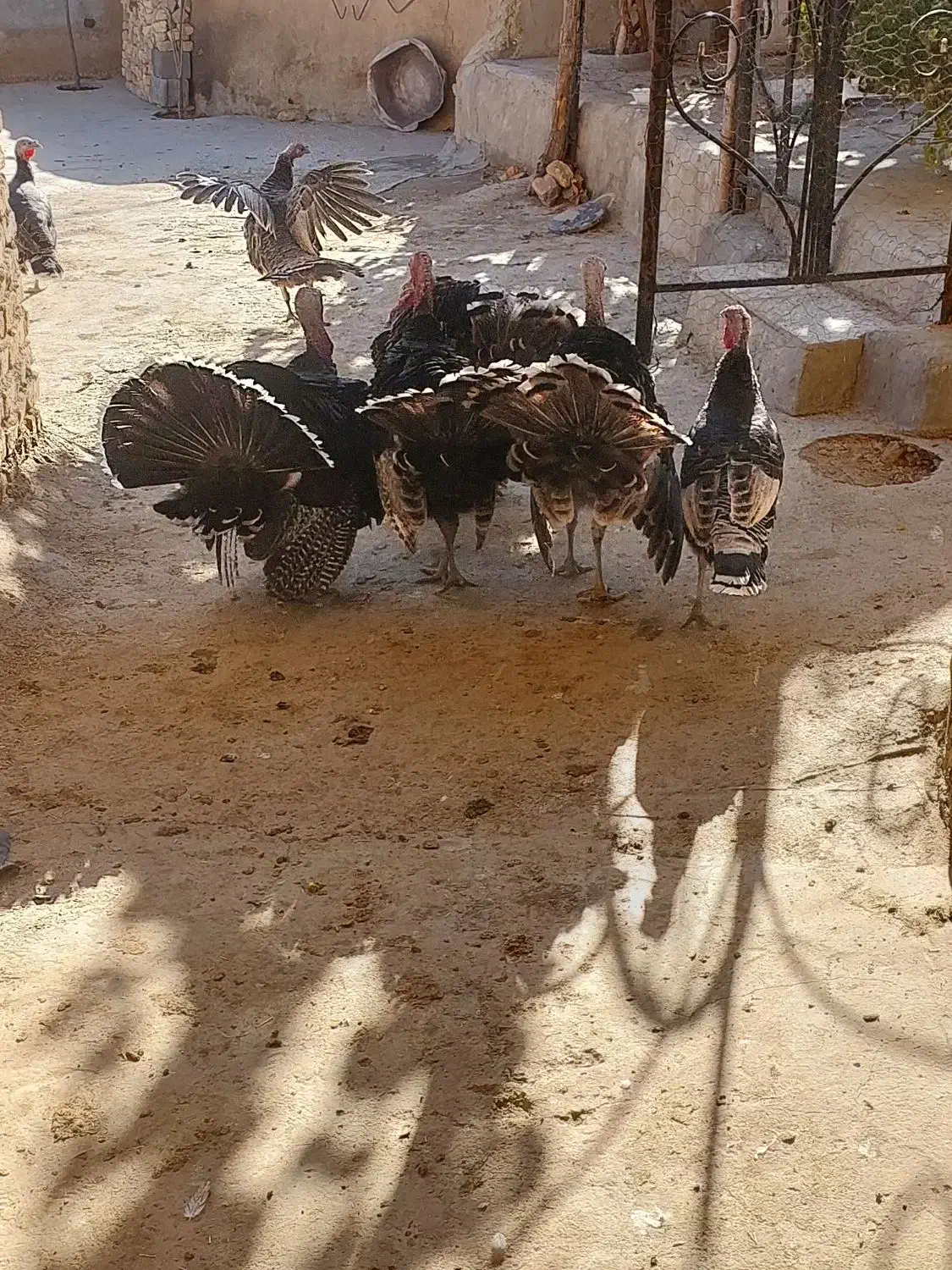 بوقلمون|حیوانات مزرعه|ازنا, |دیوار