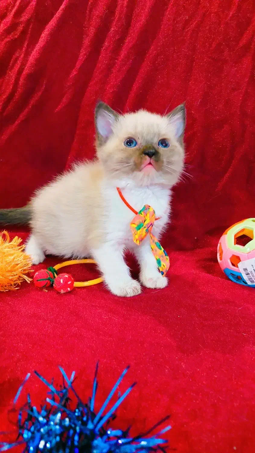 هیمالین|گربه|گرگان, |دیوار