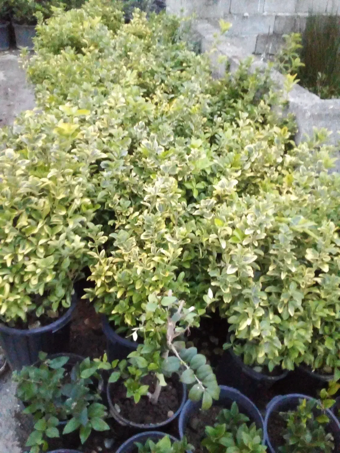 گل شمشاد|گل و گیاه طبیعی|کلاچای, |دیوار