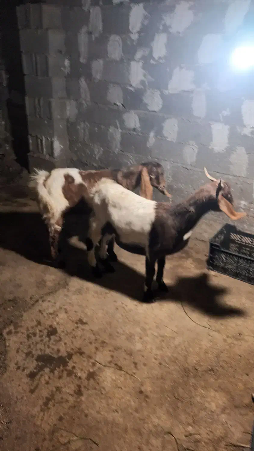 بز بزغاله پاکستانی نر پاکستانی دورگ سانان ماده|حیوانات مزرعه|دابودشت, |دیوار