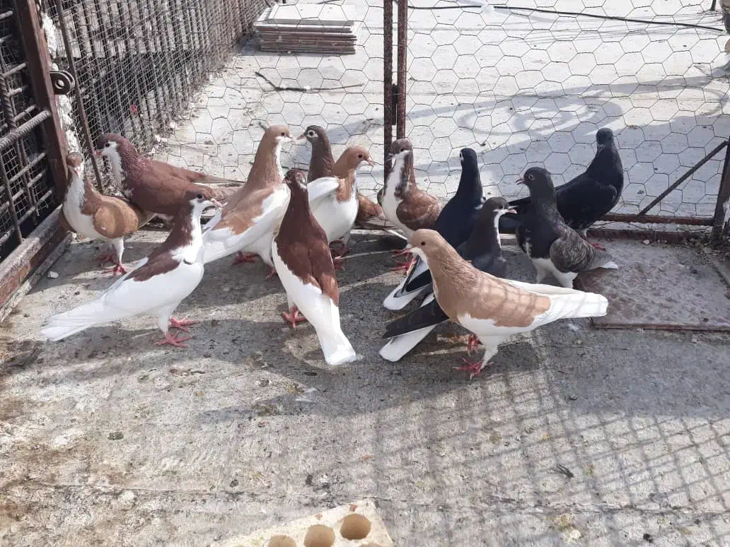 کبوتر رنگی|پرنده|بندر کنگان, |دیوار