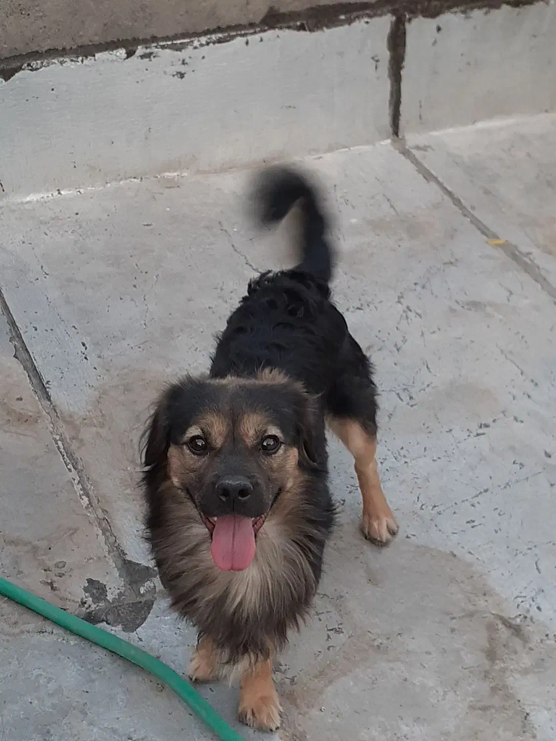 دو عدد سگ ژرمن اشپیتز|سگ|قم, شهرک فاطمیه|دیوار