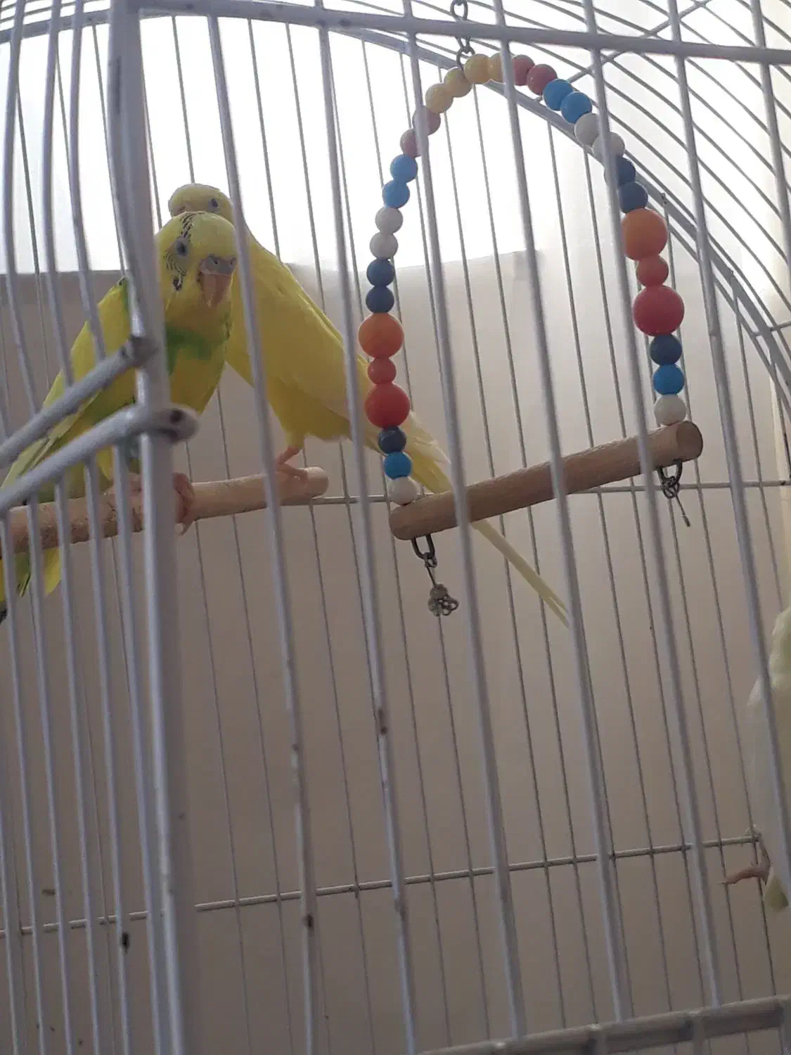 یک جفت مرغ عشق و یک جفت عروس هلندی|پرنده|علیآباد کتول, |دیوار