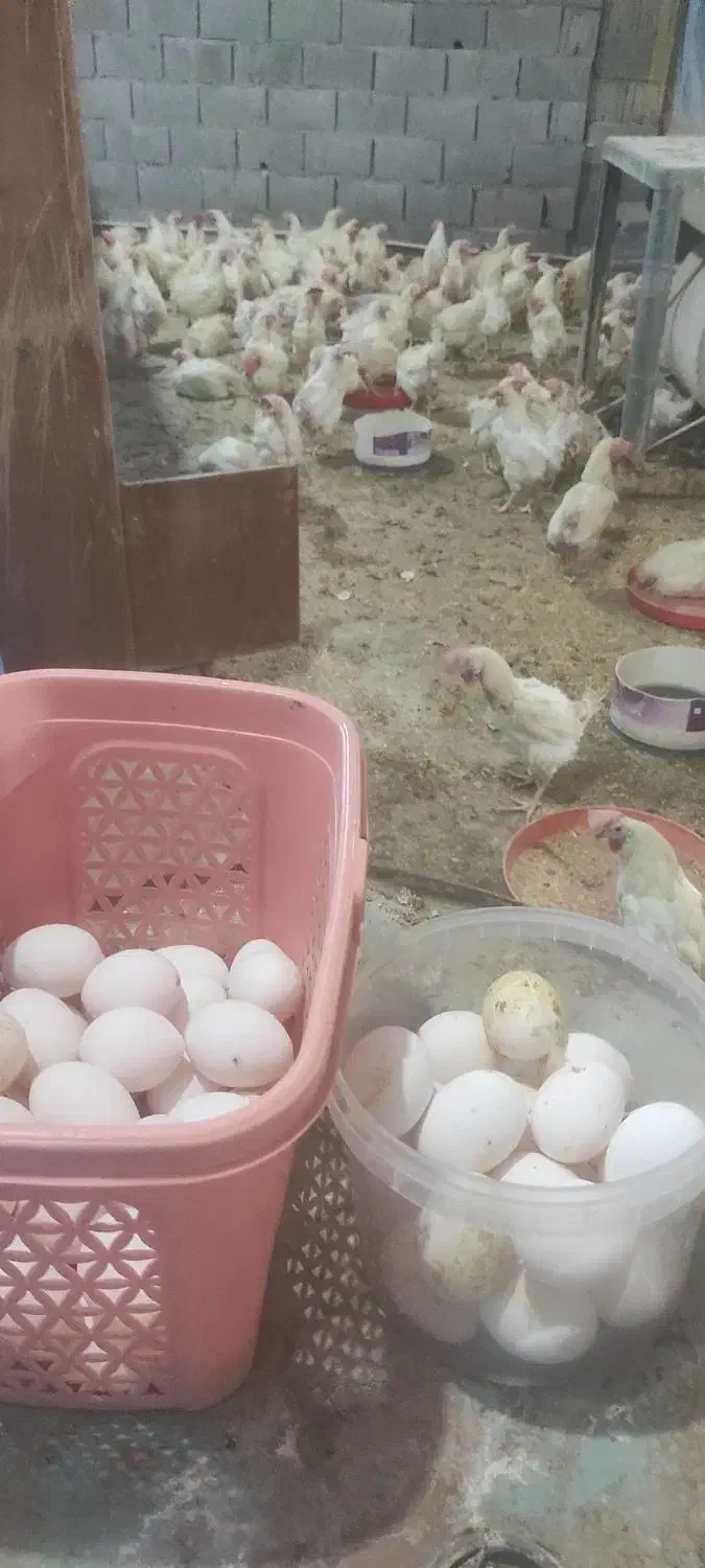 مرغ هلندی ،مادر|حیوانات مزرعه|جم, |دیوار