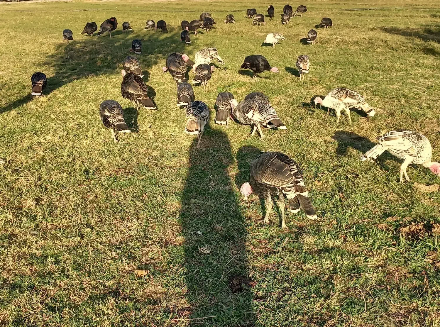 فروش 30عدد بوقلمون محلی|حیوانات مزرعه|پلدشت, |دیوار