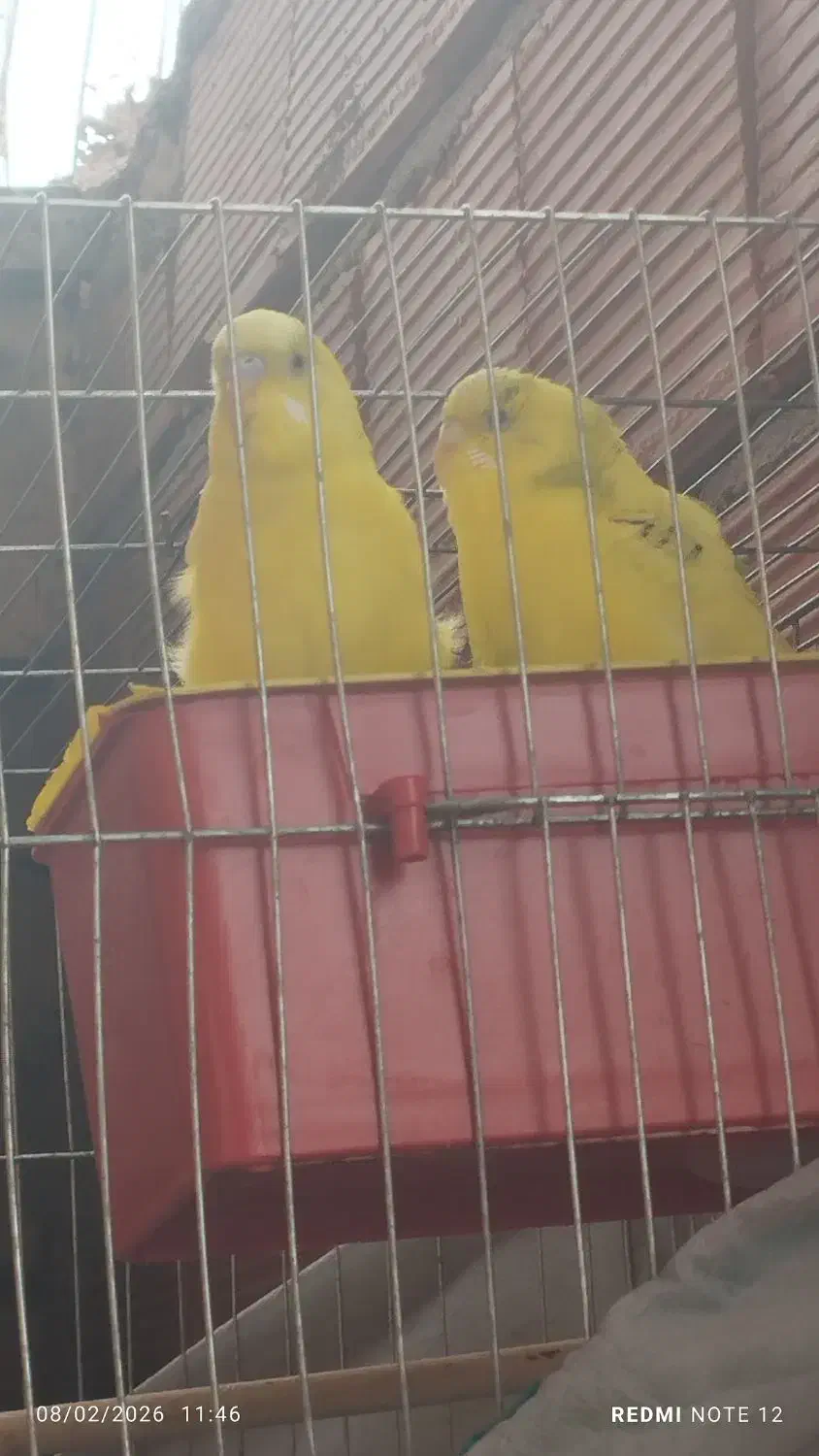 مرغ عشق|پرنده|کرمان, |دیوار