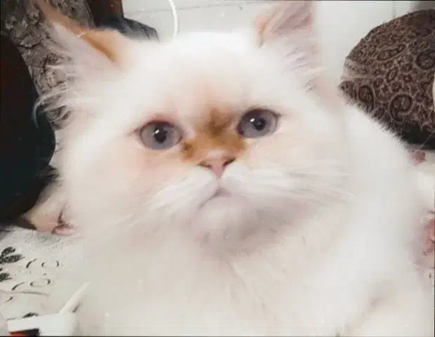 گربه پرشین هیمالین نر وماده15 با پامر معاوضه میکنم|گربه|کرمان, |دیوار