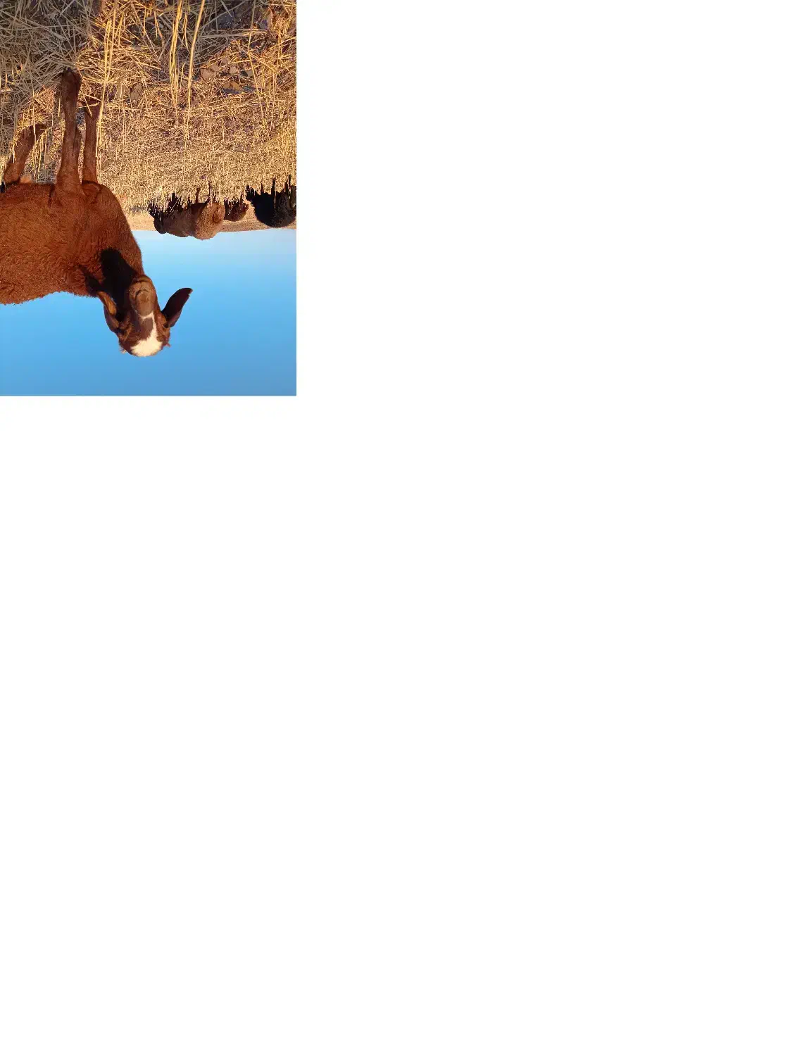 گوسفند برای نگهداری|حیوانات مزرعه|هشترود, |دیوار