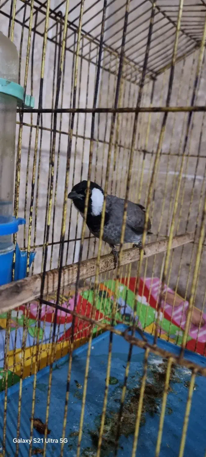 پرنده خانگی|پرنده|آبپخش, |دیوار