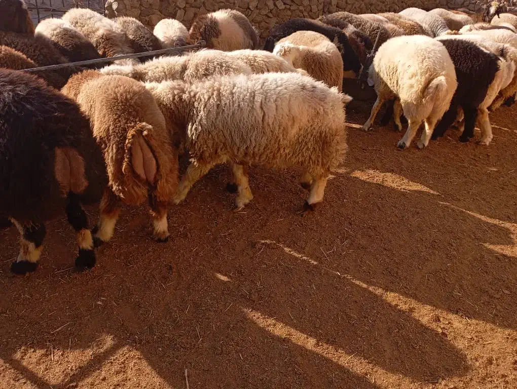 بره چاق|حیوانات مزرعه|کوه چنار, |دیوار