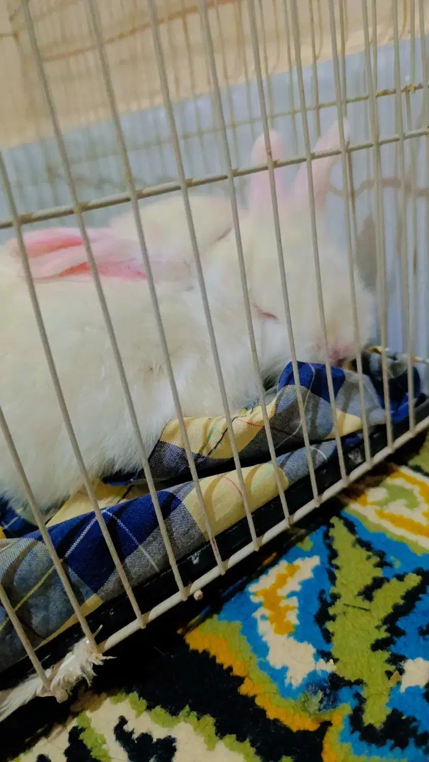 خرگوش|موش و خرگوش|تربت جام, کشتارگاه|دیوار