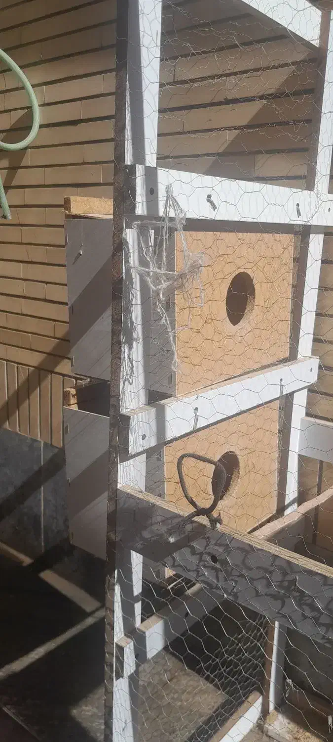 قفس|لوازم جانبی حیوانات|میاندوآب, |دیوار