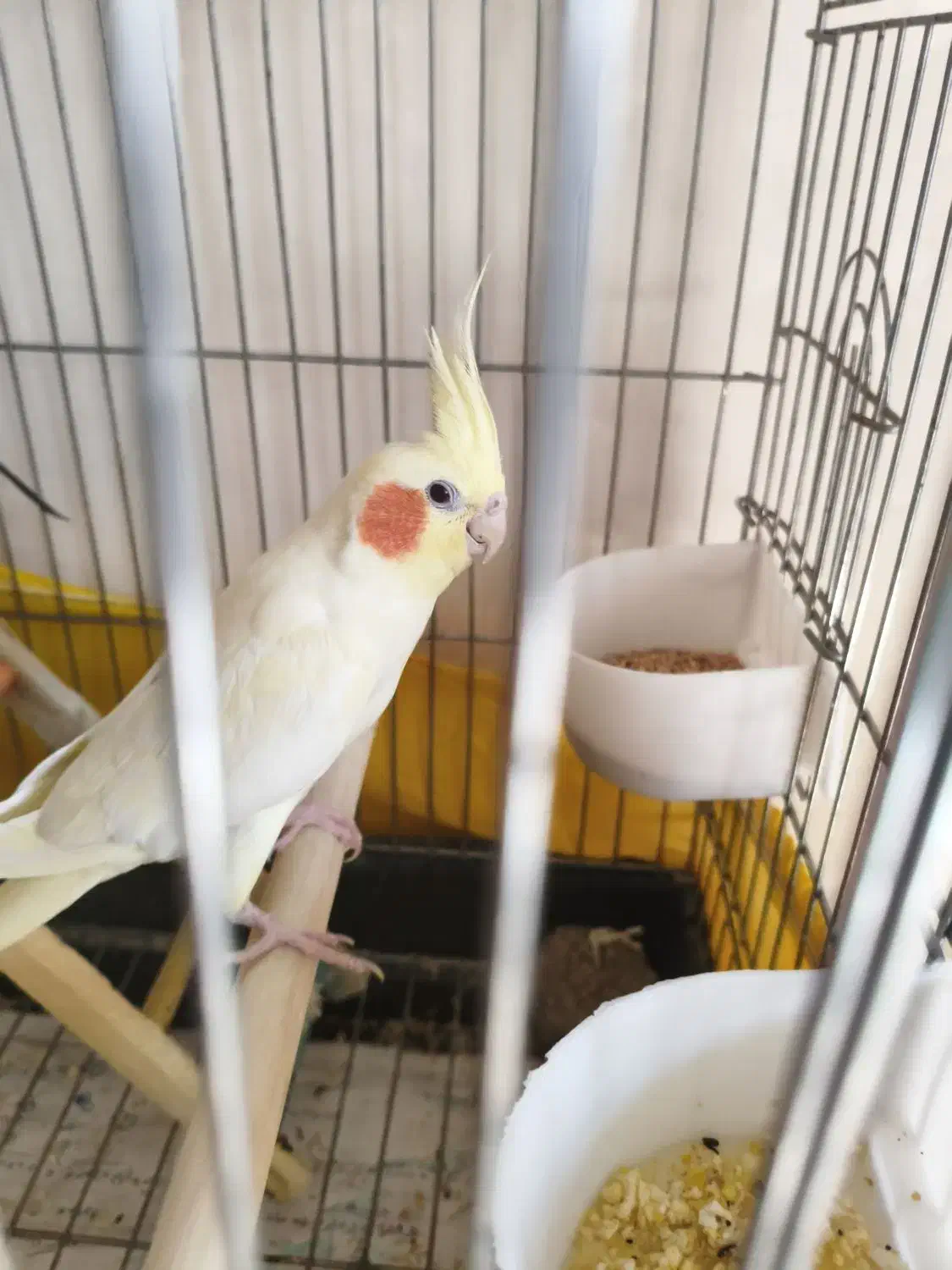 ۵ تا عروس هلندی خاکستری نر و زرد ماده|پرنده|اندیشه, اندیشه فاز ۱|دیوار