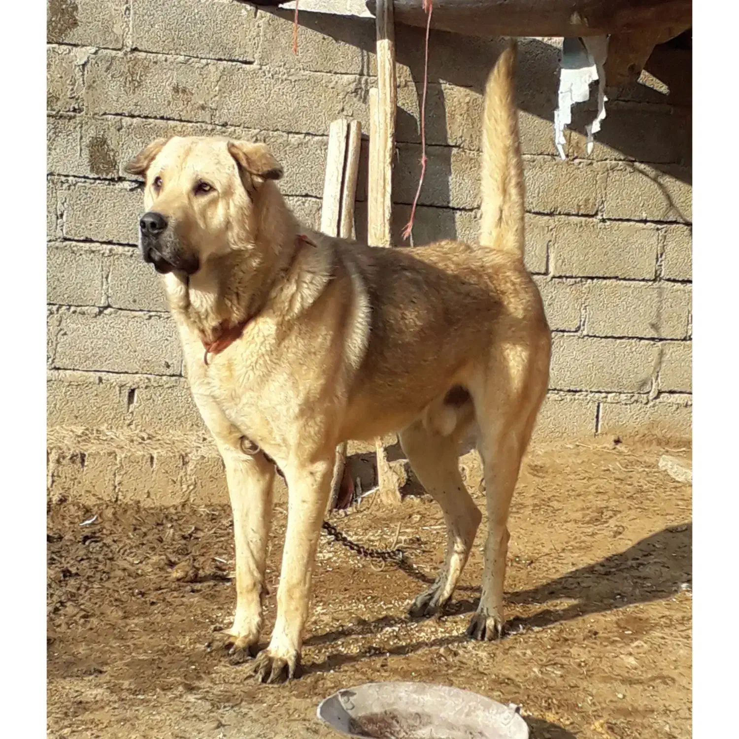 سگ درجه1|سگ|بوکان, |دیوار