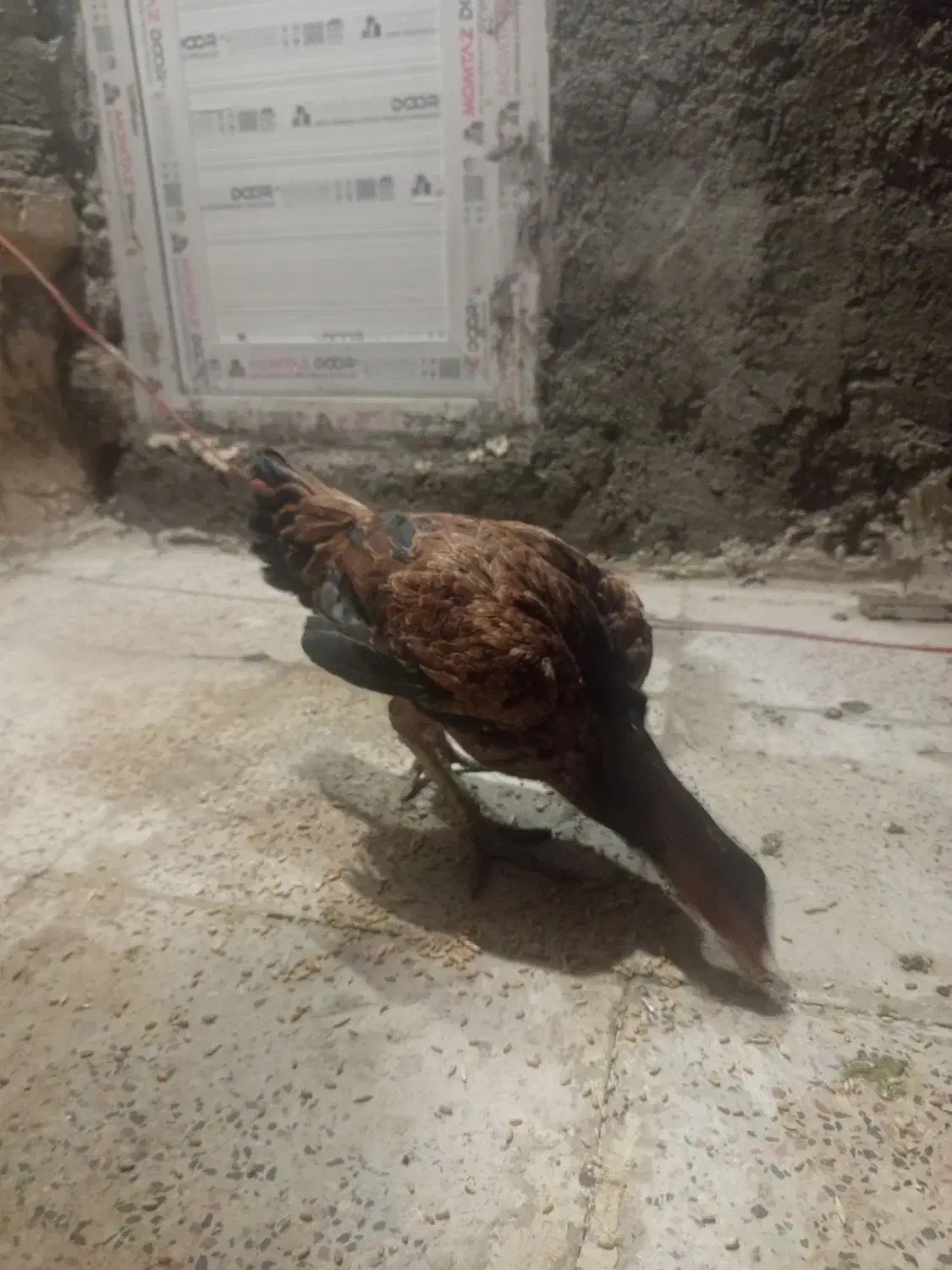 وارک لاری تاج بادمی|حیوانات مزرعه|هرسین, |دیوار