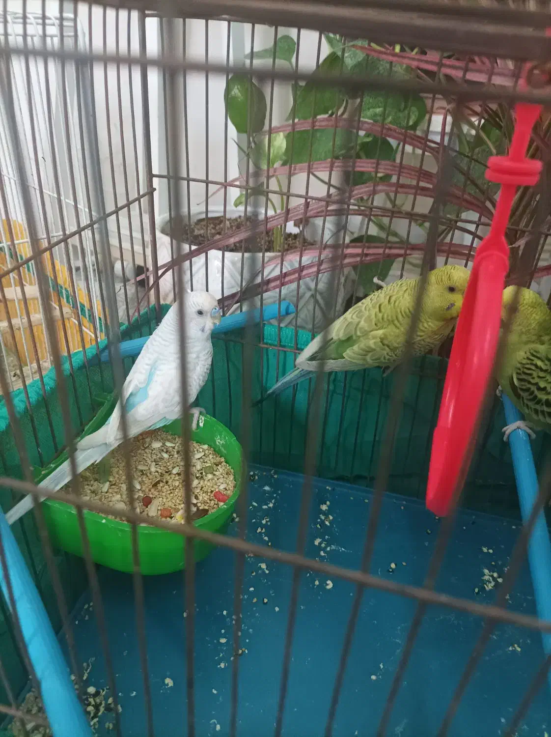 سه عدد مرغ عشق  نر وماده با اکنت فری فایر طاق ازنم|پرنده|مسجد سلیمان, |دیوار