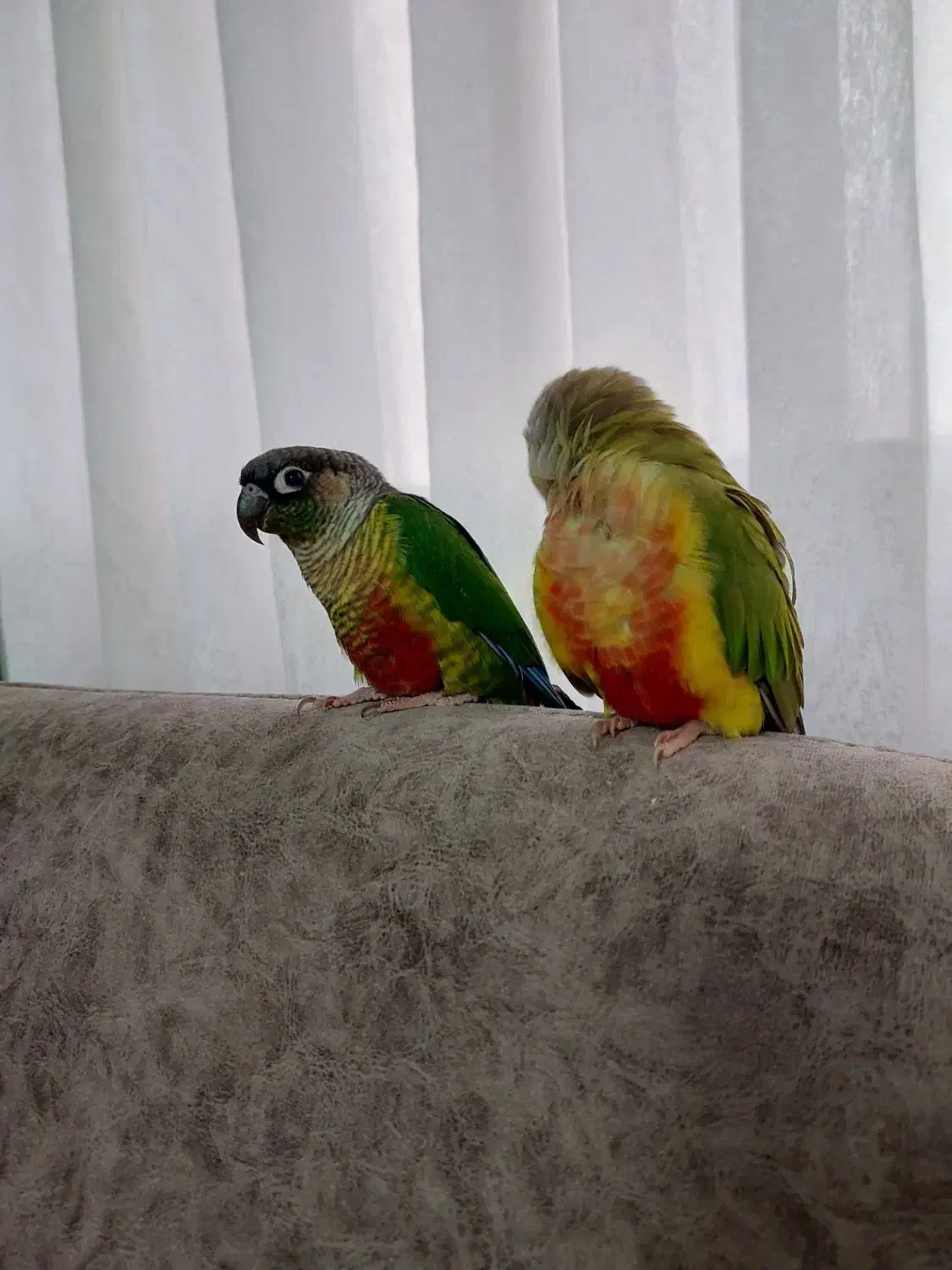 گرینچیک|پرنده|باقرشهر, |دیوار