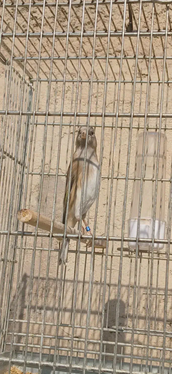 سهره قناری دهندار و سهره|پرنده|ری, شهرک نظامی|دیوار