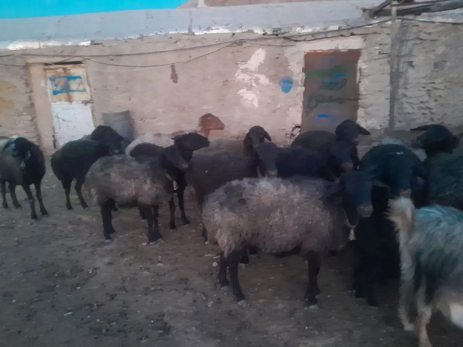 گوسفند|حیوانات مزرعه|سلفچگان, |دیوار