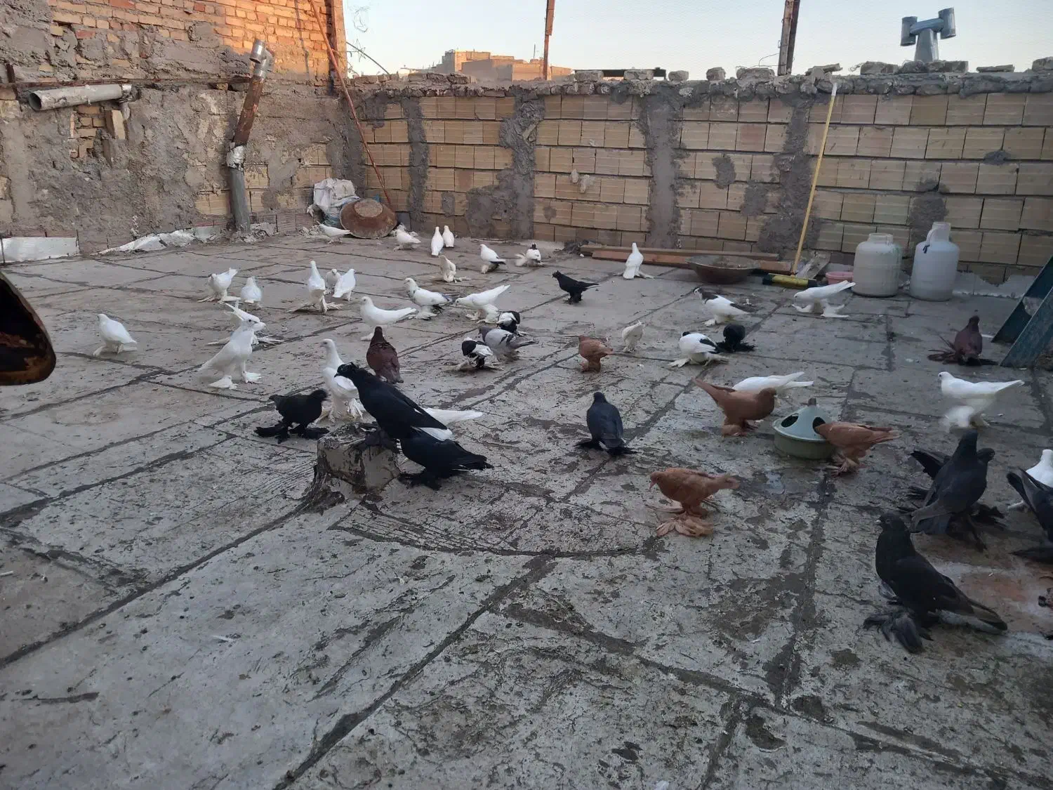 کبوتر لوتی|پرنده|باسمنج, |دیوار