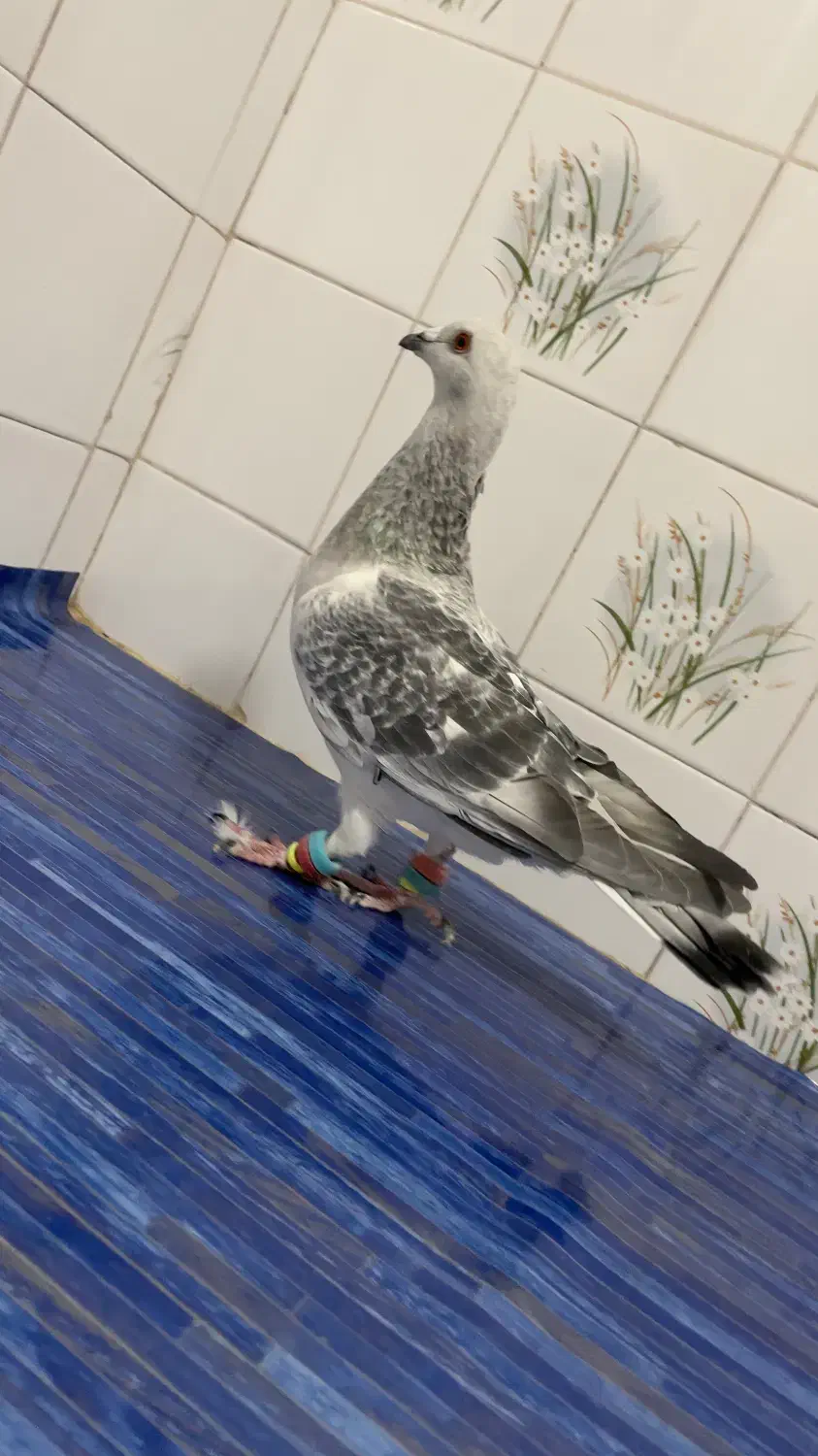 سلام. شامی و سوسکی سبز موقعیت کاشمر|پرنده|کاشمر, |دیوار