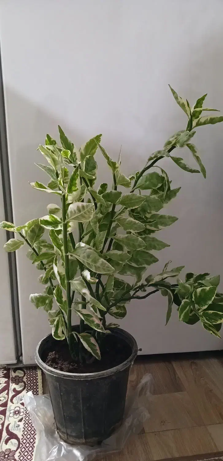 کادو روز مادر و زن|گل و گیاه طبیعی|خوی, |دیوار