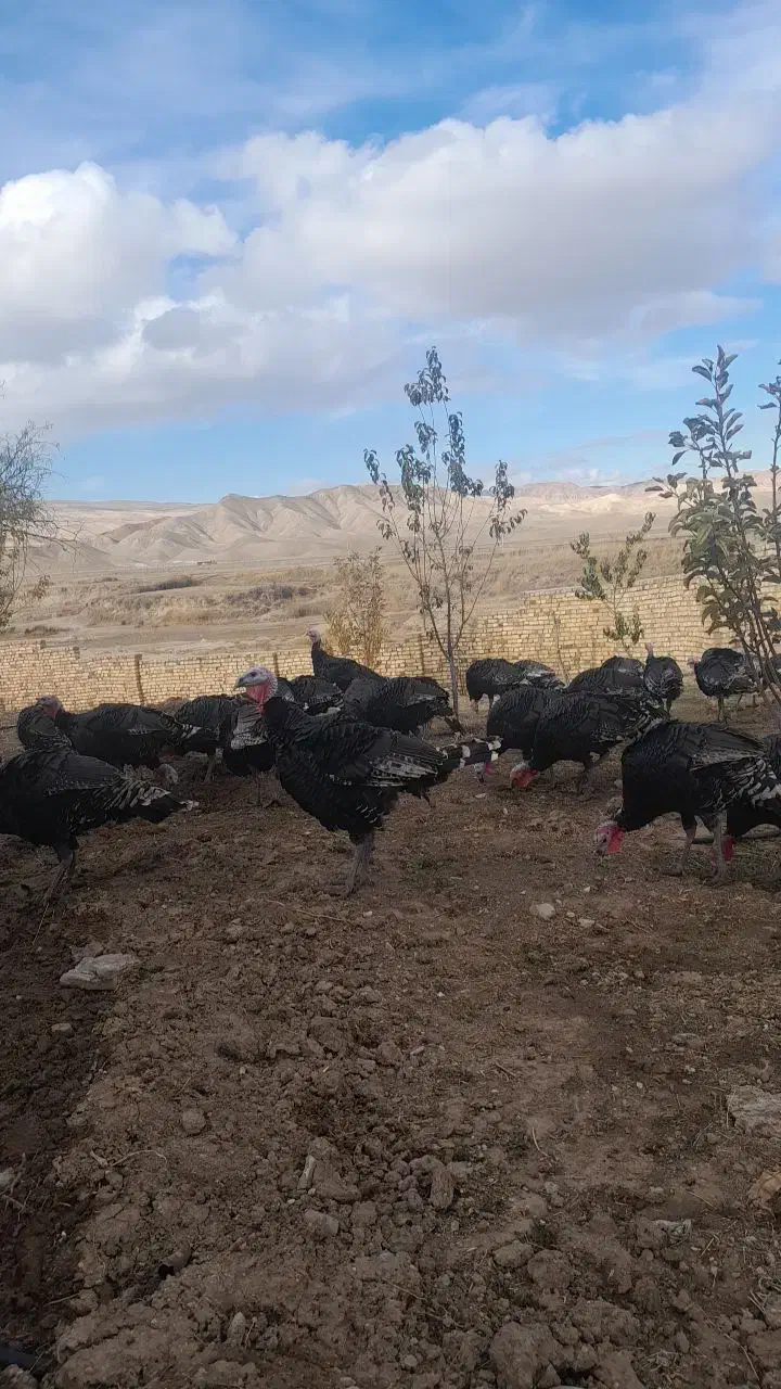 بوقلمون محلی با گوشتی لذیز|حیوانات مزرعه|صحنه, |دیوار